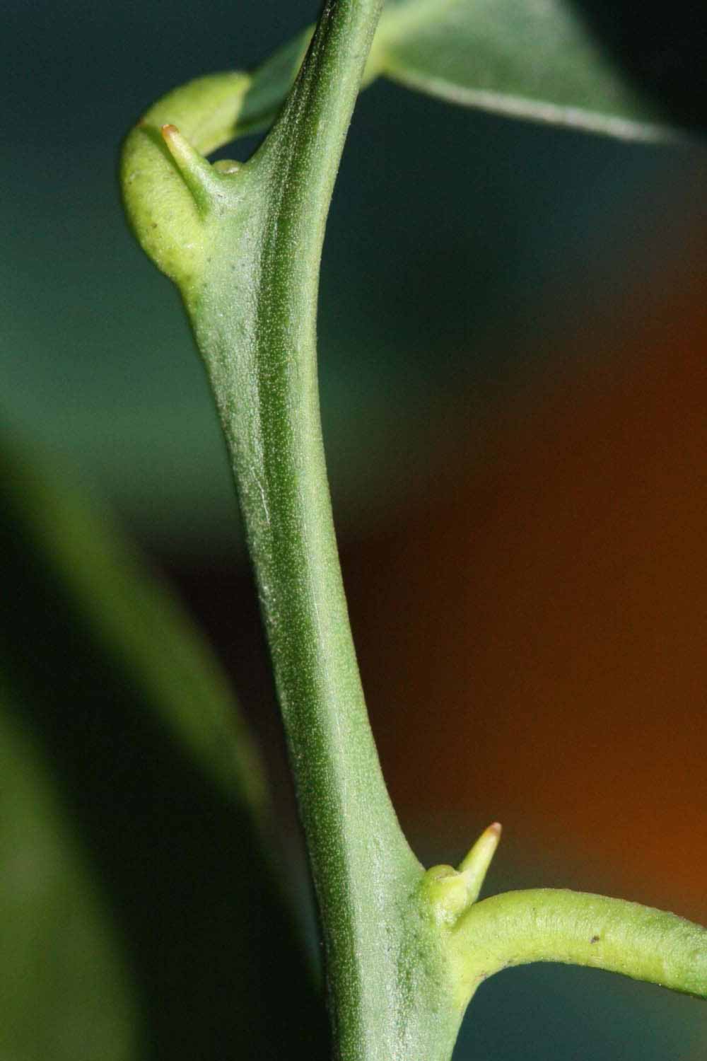               First year twig (Riverside, CA)       